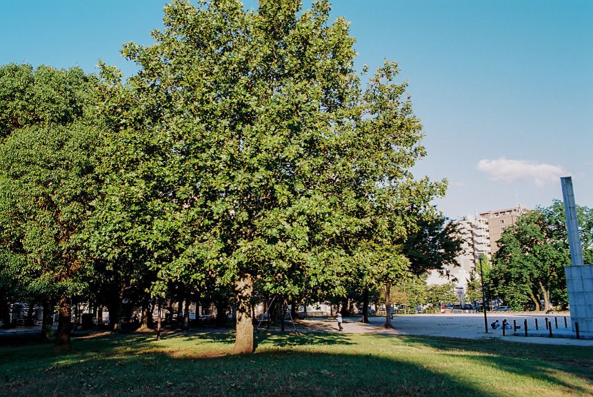 Nhat Ban dep mo mang thoi khac chuyen mua sang thu 9